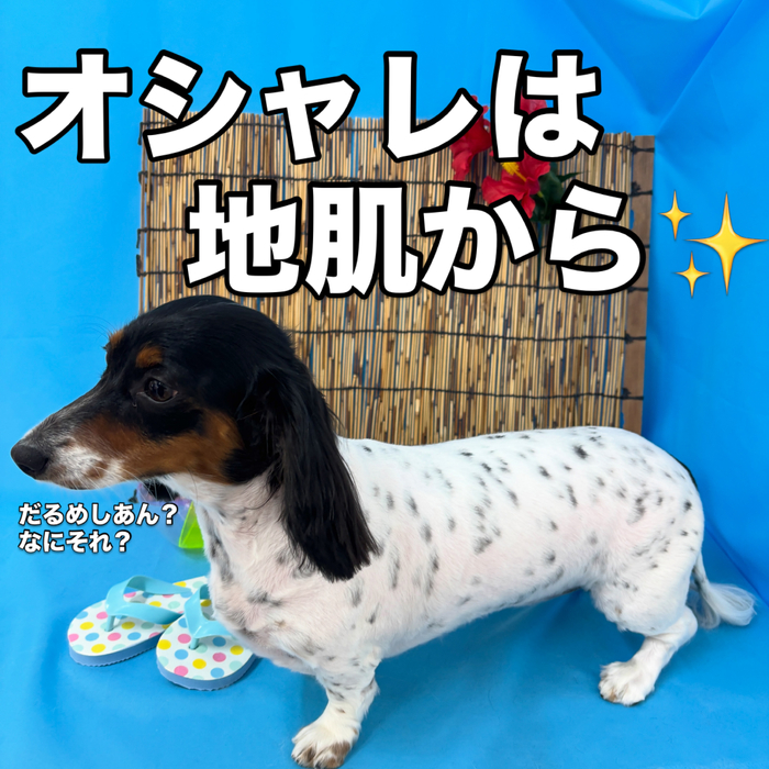画像3687