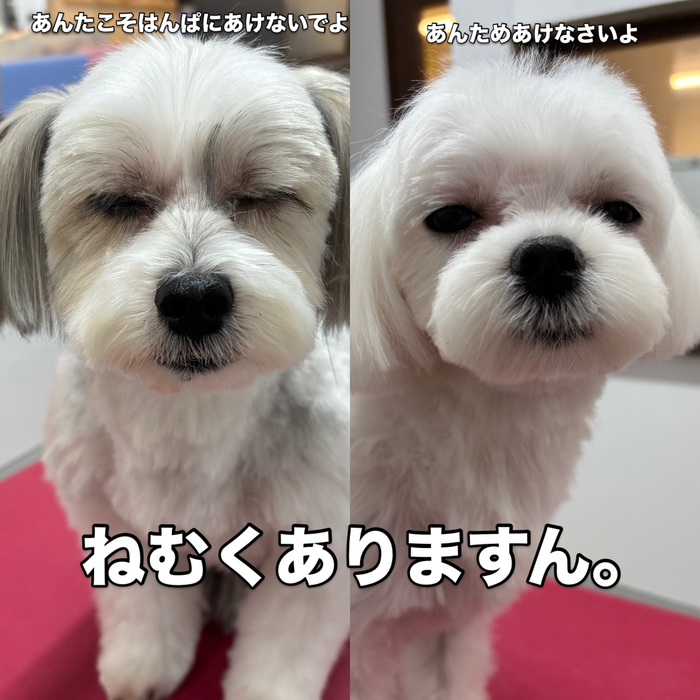 画像3730