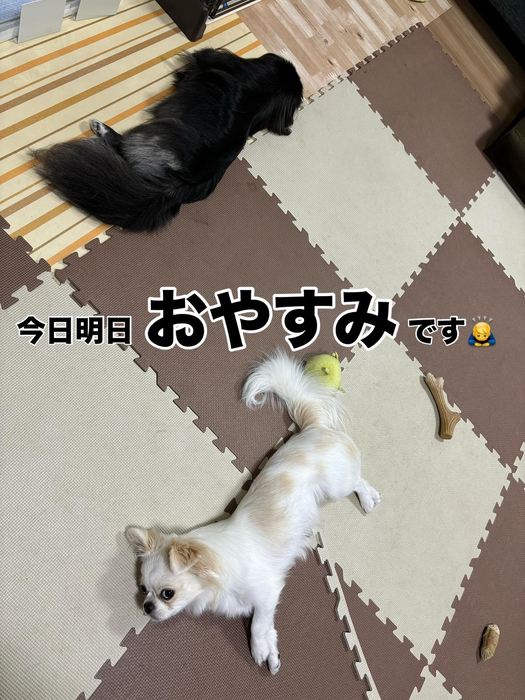 画像445