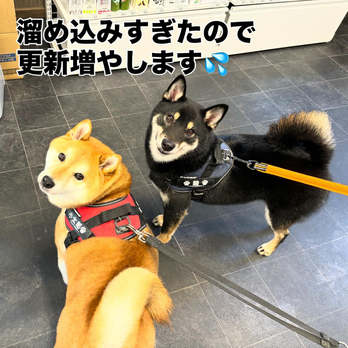画像494