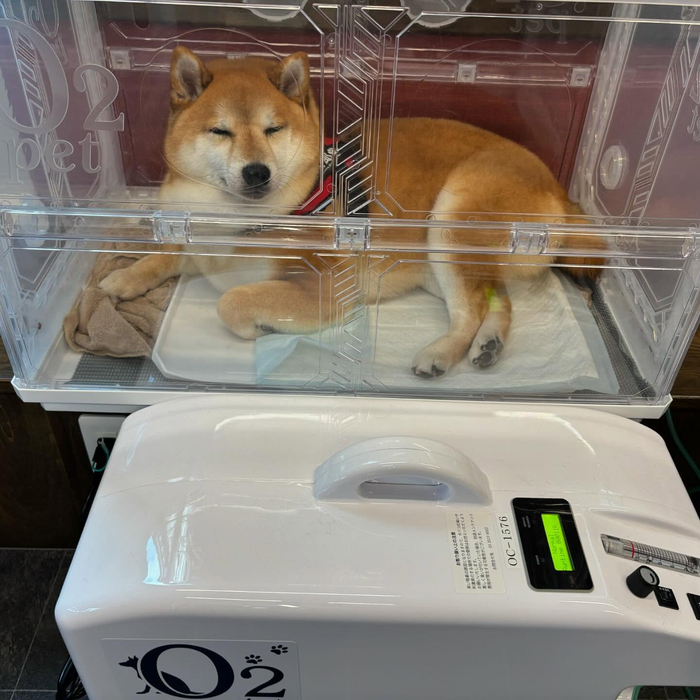 画像499