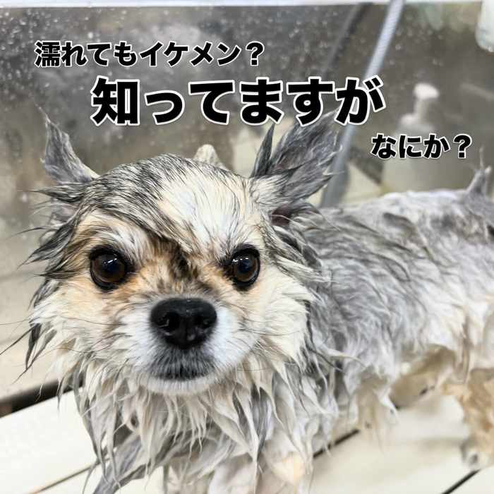 画像525