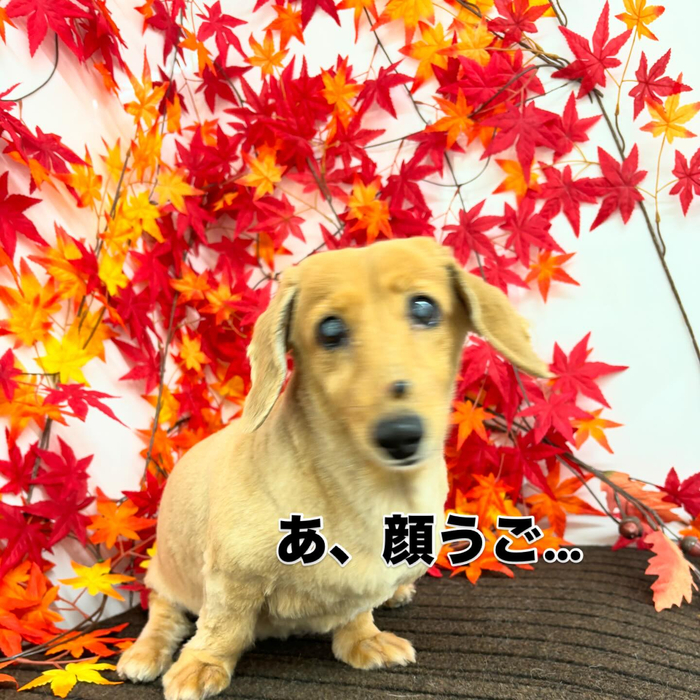 画像766
