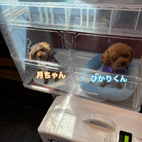画像774