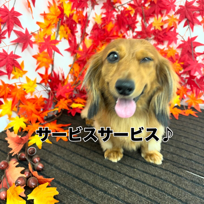 画像815
