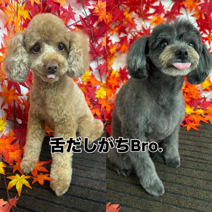 画像829