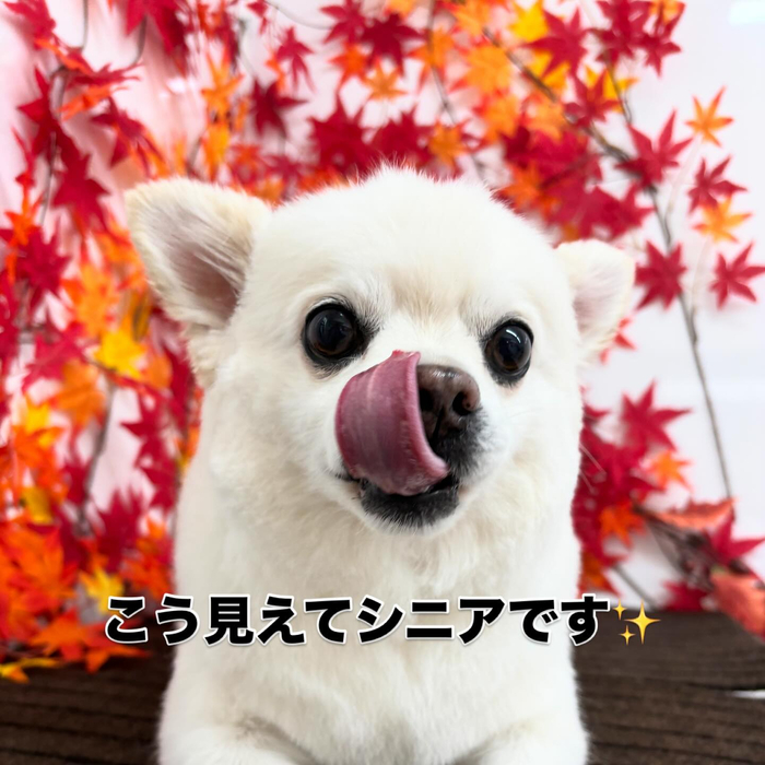 画像843