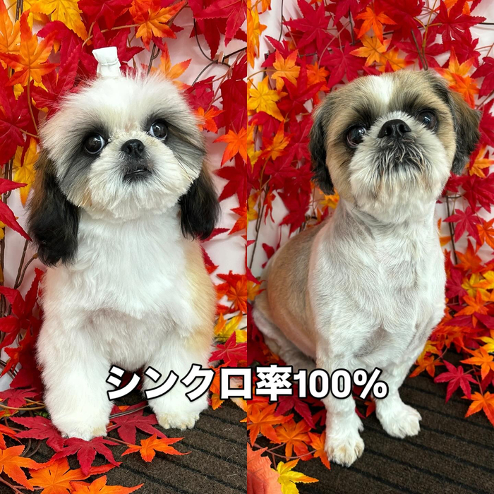 画像869