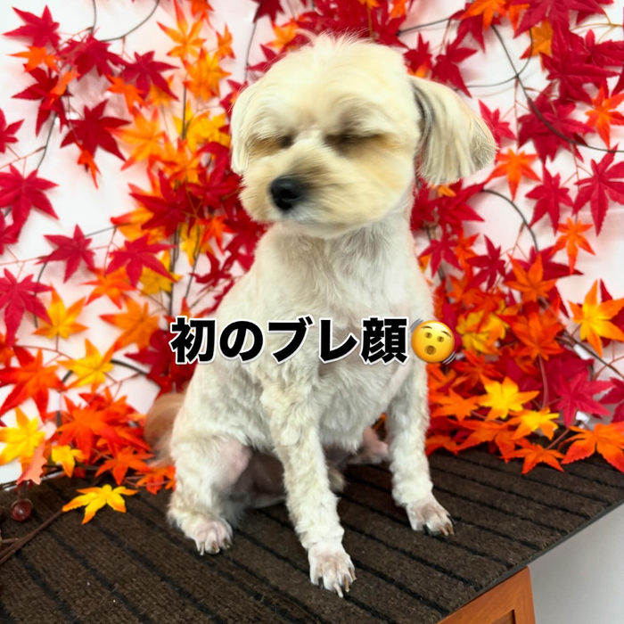 画像910