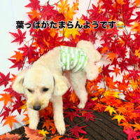 画像948