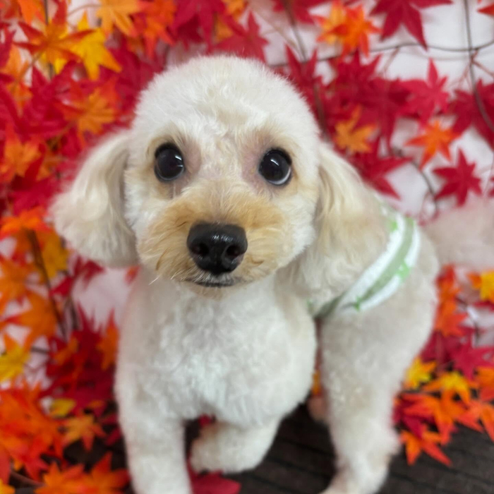 画像954