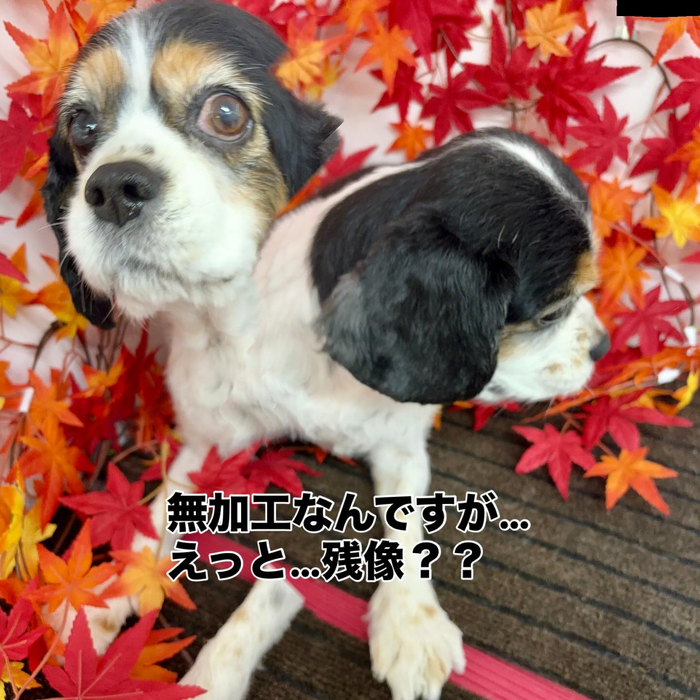 画像958