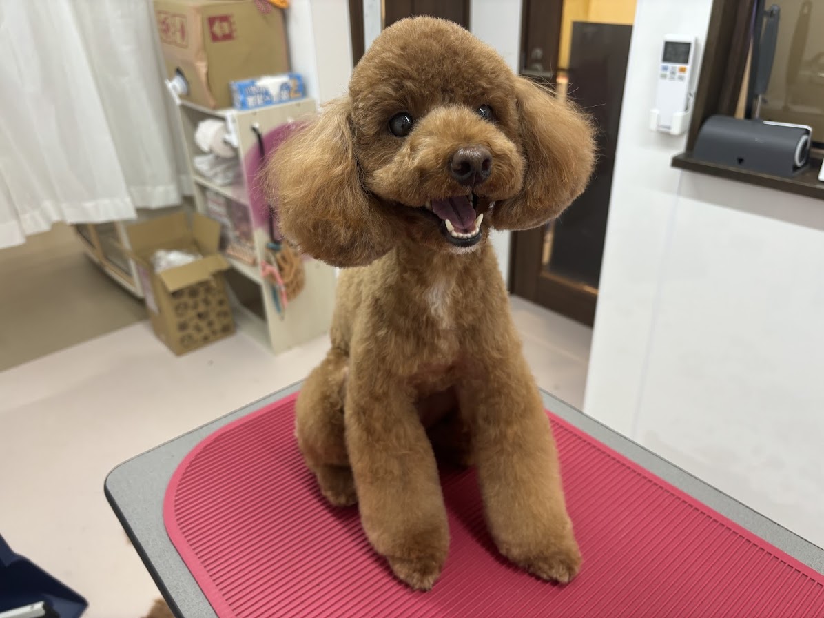 トイプードル特有の被毛に対応 | 愛知県一宮市のトリミングならわんこのIRODORI