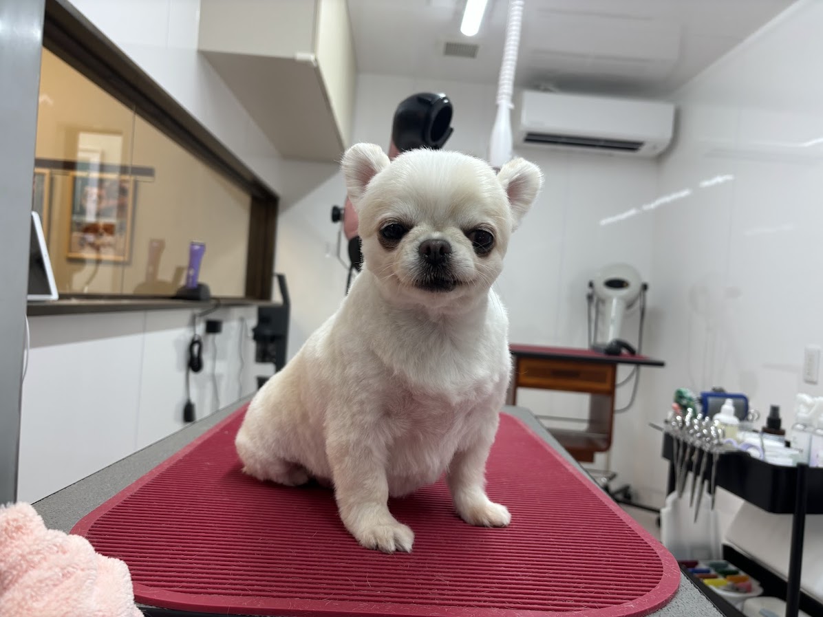 一宮でサマーカットの対応可能なトリミングサロン、わんこのIRODORI