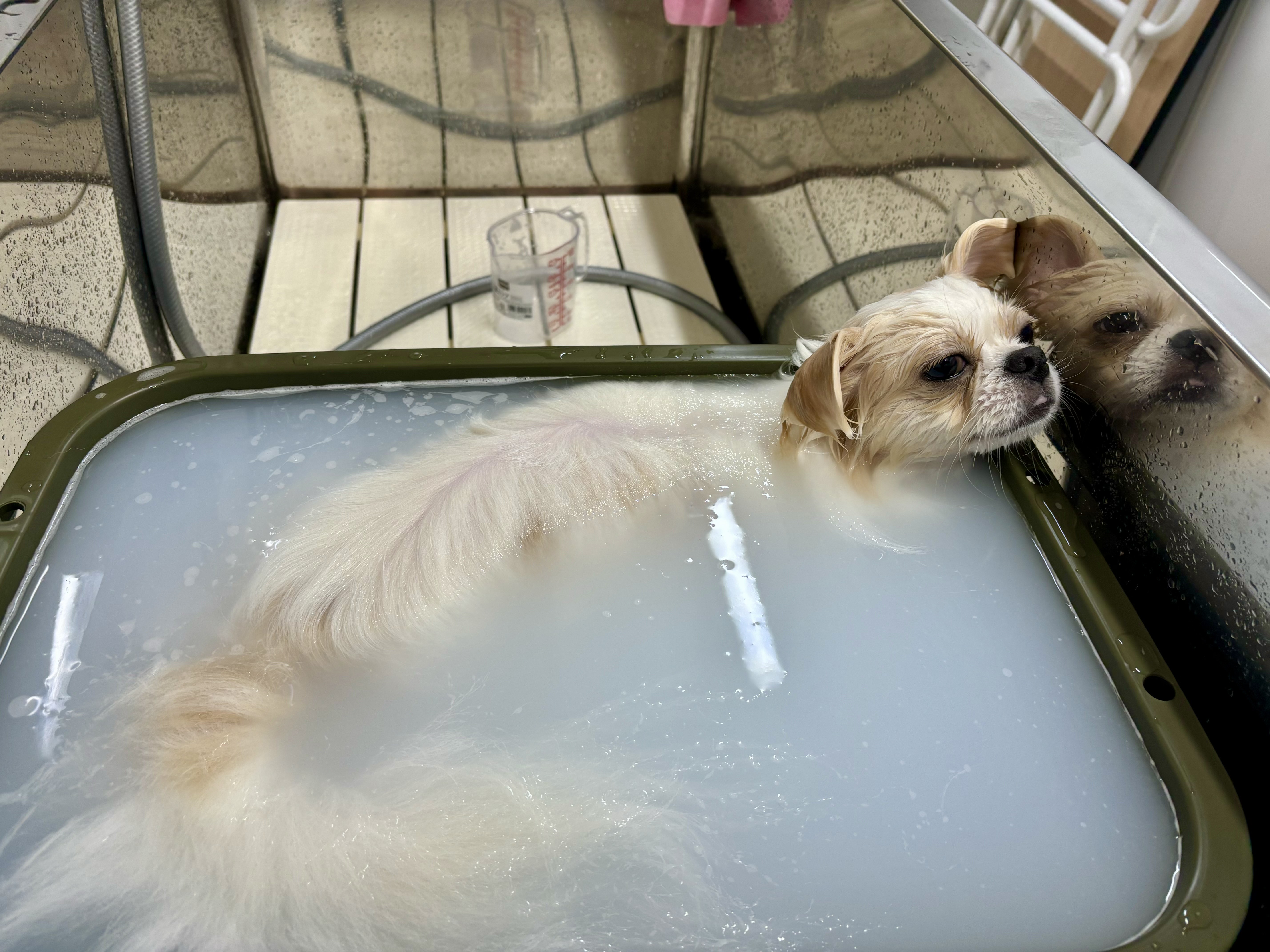 ダーマモイストバスでお肌の保湿ができる一宮市のトリミングサロン